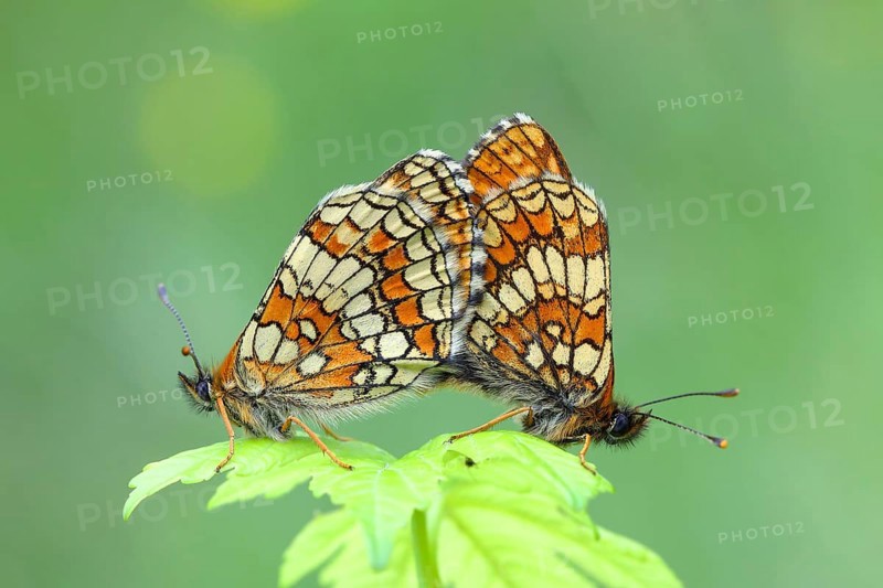 Heath fritillary