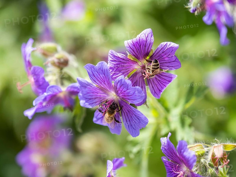 Honey bee