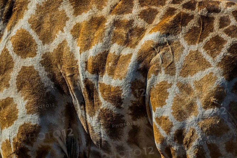 Angolan giraffe