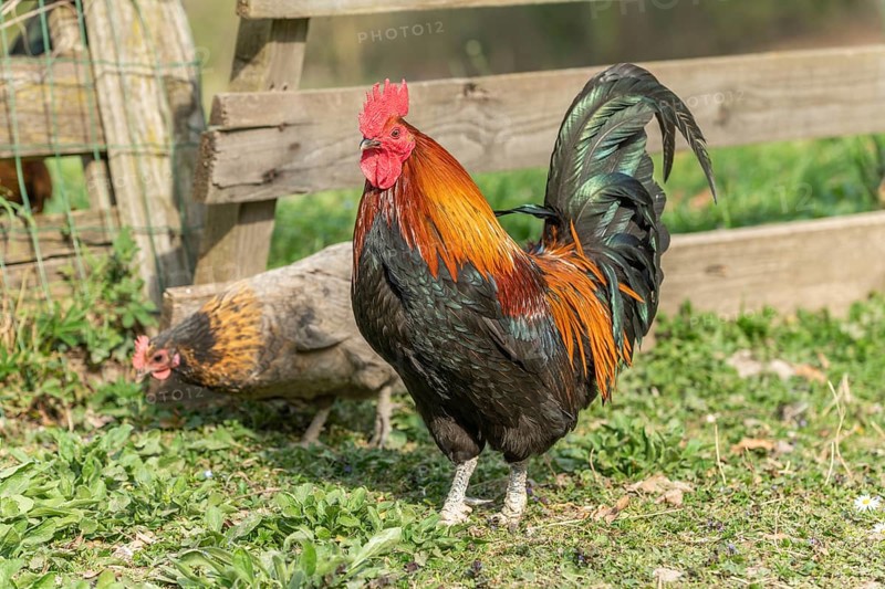 Rooster and hens in a farmyard. Educational Farm
