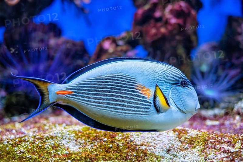 Colorful tropical fish Sohal Surgeonfish