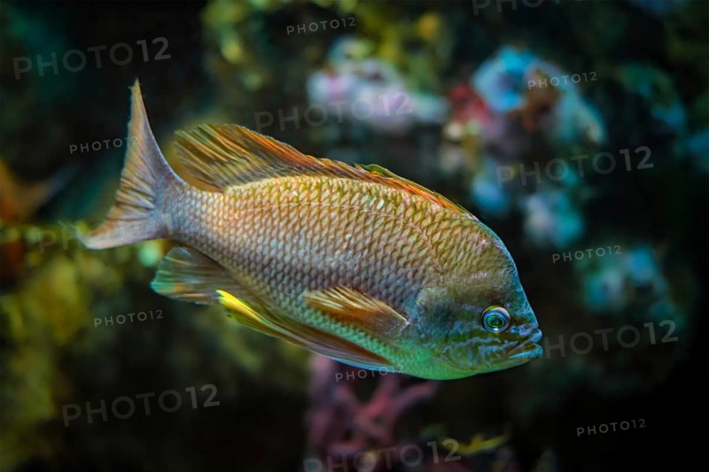 Pearl-spot chromis