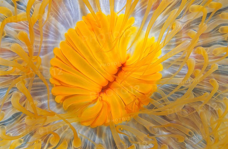 Seedahlie