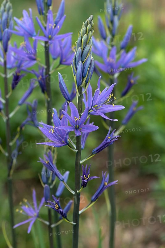 Edible