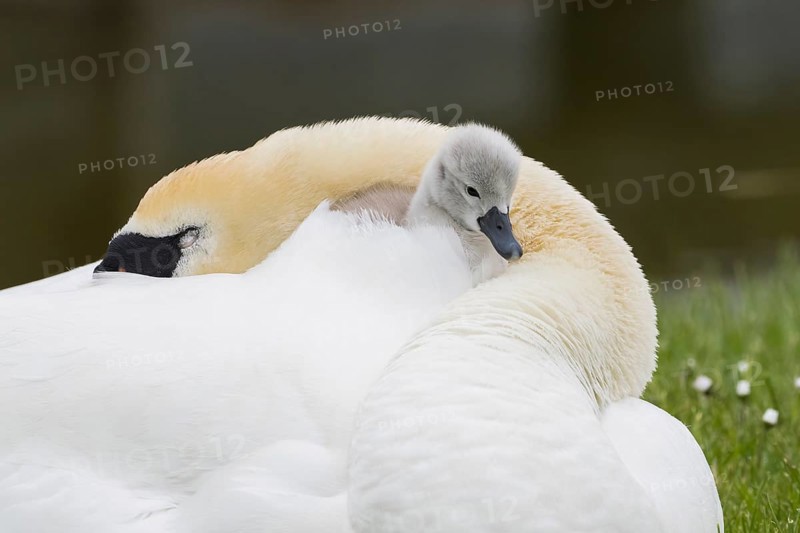 Adult Mute Swan