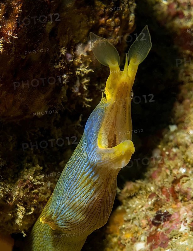 Ghost moray