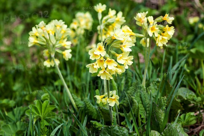 Auricula