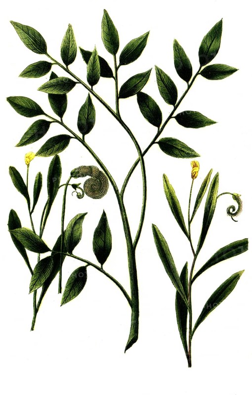 Caterpillar weed