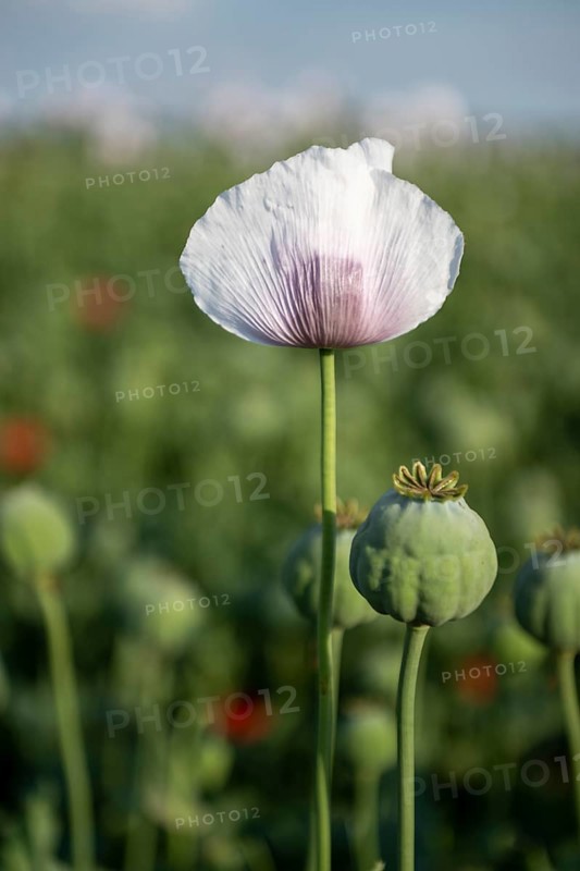 Field with Waldviertel grey poppy
