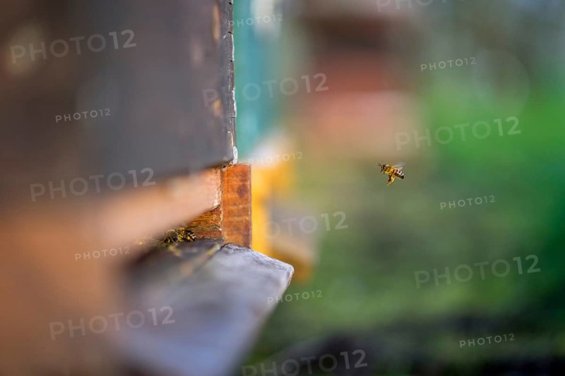 Bee in approach