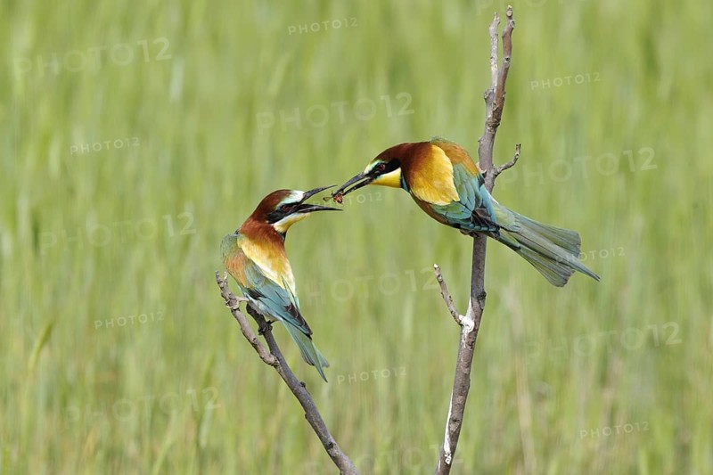 European bee-eater