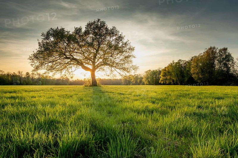Large oak tree in a clearing at sunset in spring