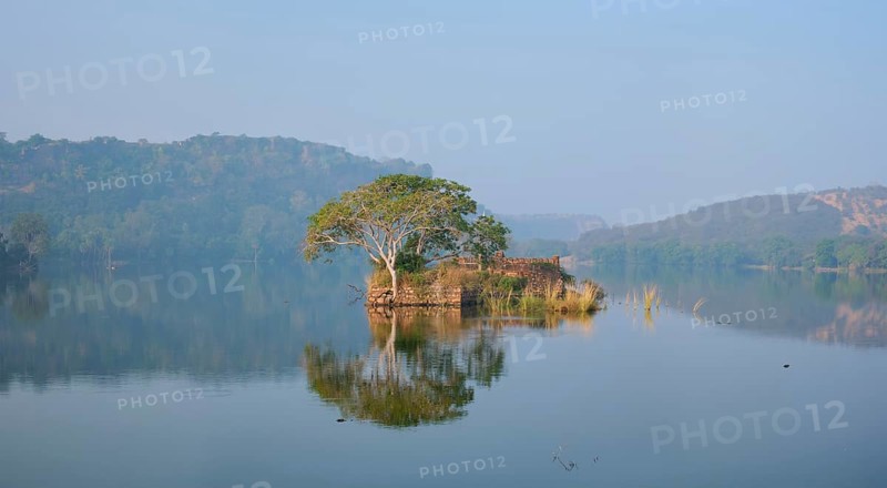 Serene morning on lake Padma Talao. Crocodiles floating. Tree and ruins are reflected in mirror water. Ranthambore National Park