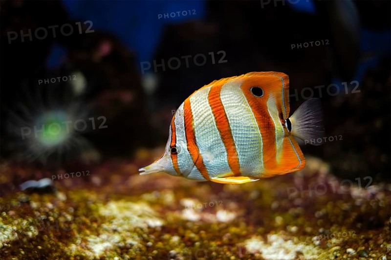Copperband butterflyfish