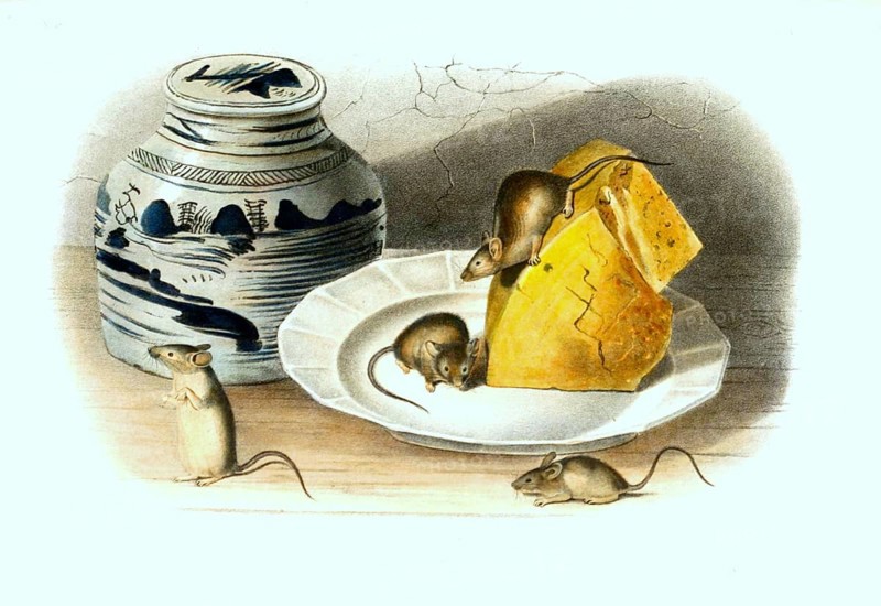 House mouse