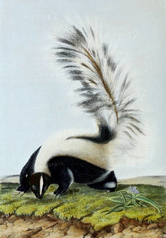 Striped skunk