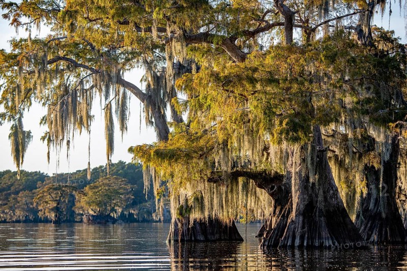Bald cypresses