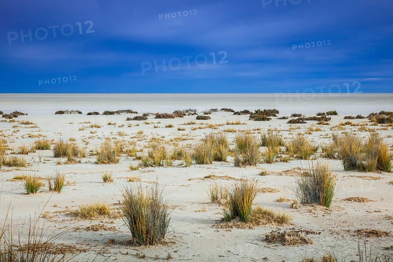 Sparse vegetation at the edge of the salt pan