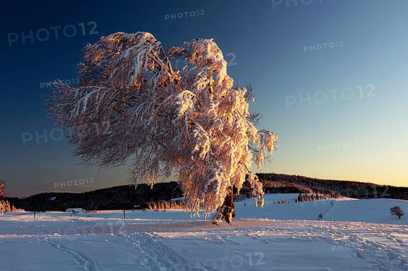 Snow-covered hornbeam