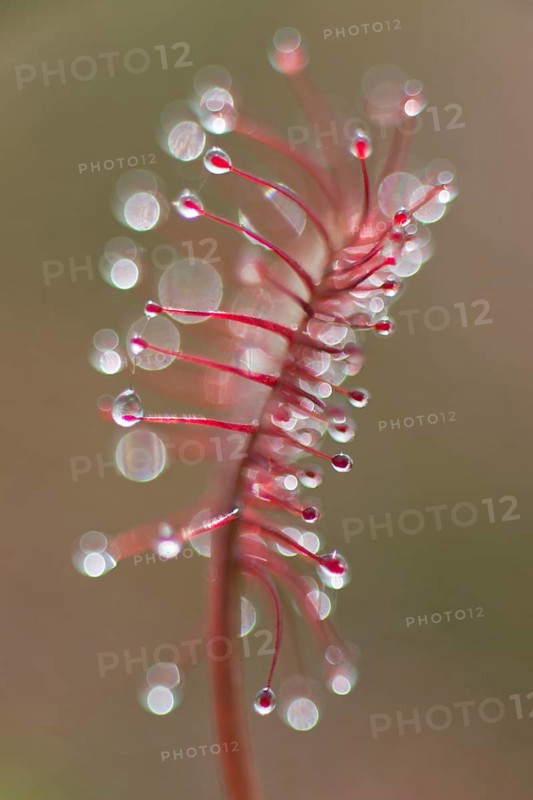 Oblong-leaved sundew