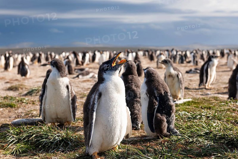 Eselspinguin