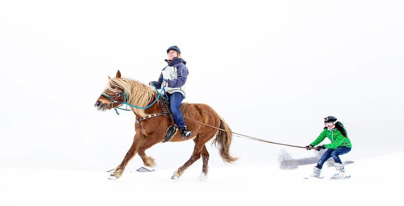 Skikjoering mit Haflinger am Peissenberg