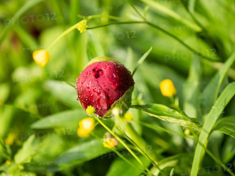 Raindrops on the bud of a peony