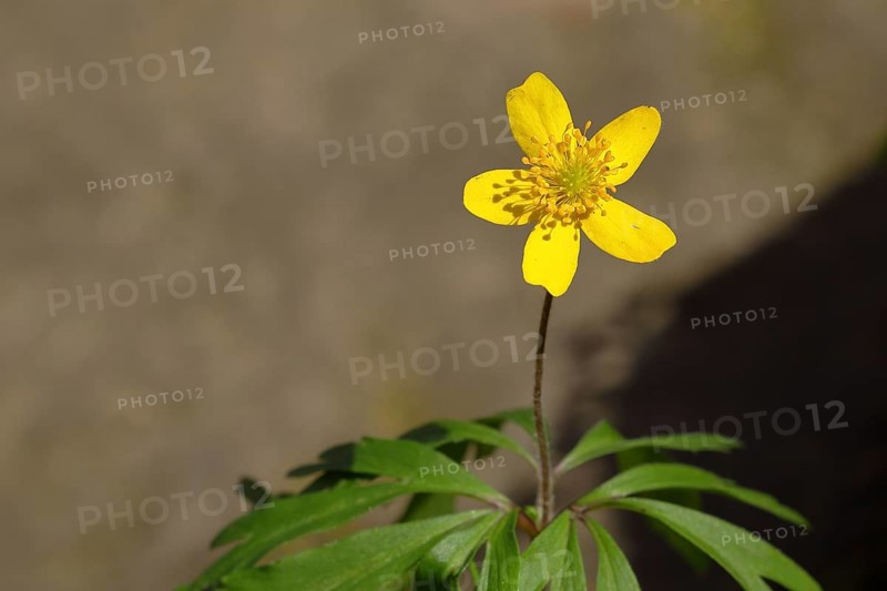 Yellow Anemone