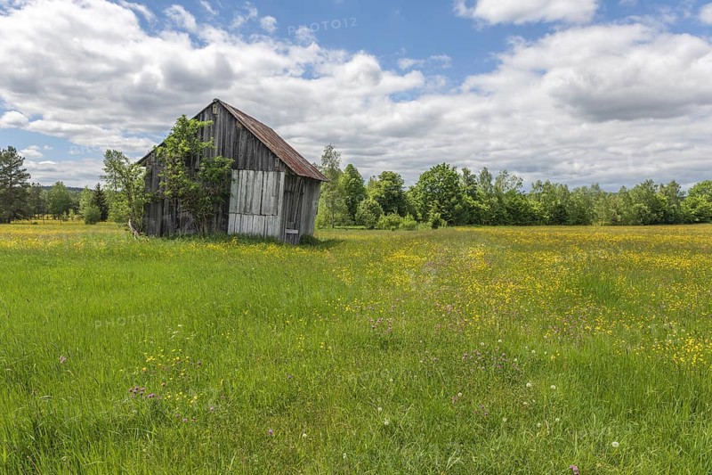 Hut in the nature reserve of Rotenbach meadows in High Black Forest. Friedenweiler