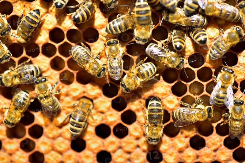 Workers of the honey bee