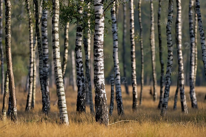 Warty birch