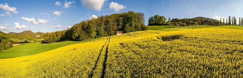 Rape field and forest hut in spring