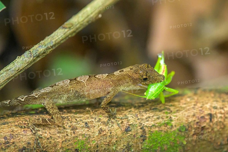 Anolis lizard with grasshopper as prey