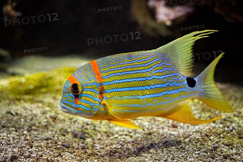 Sailfin snapper blue-lined sea bream
