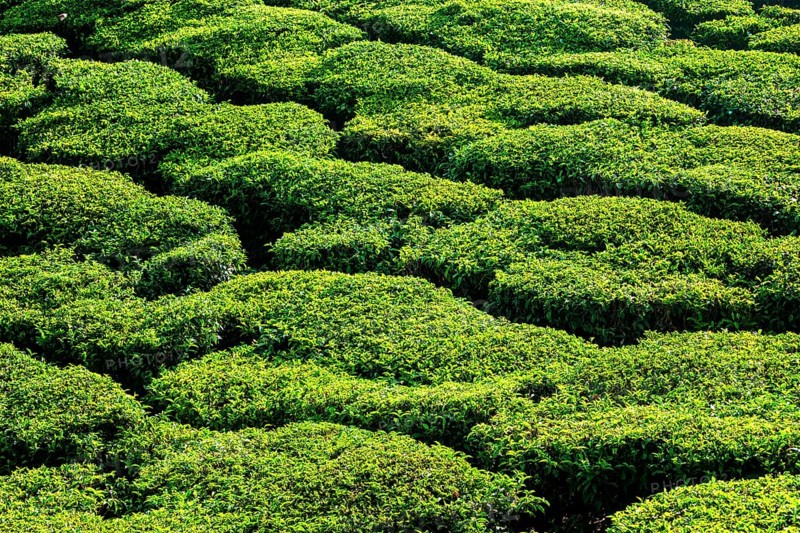 Green teal plantations close up. Kerala