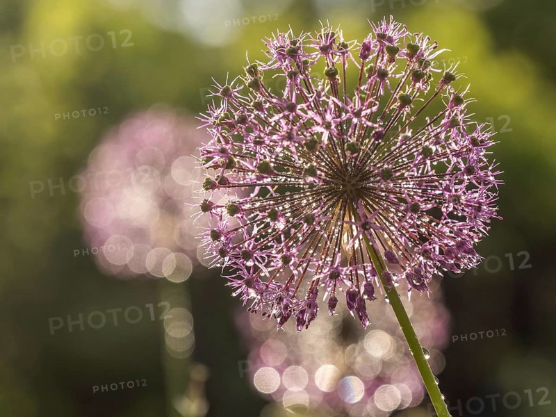 Ornamental leek