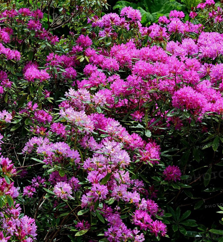 Flowering rhododendron