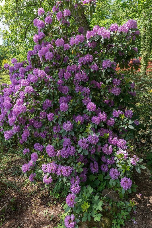 SsBlooming rhododendrons