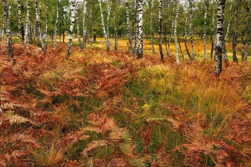 Warty birch