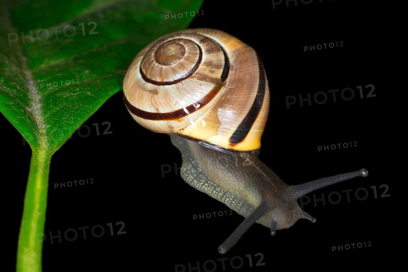 Hain-Baenderschnecke