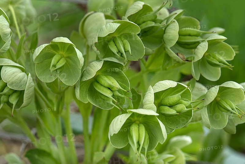 Blossoms of a green hellebore