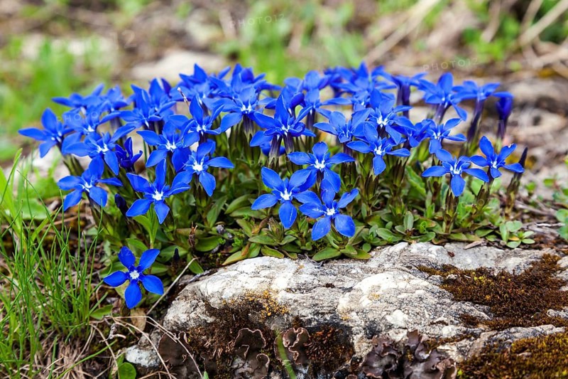 Spring gentian