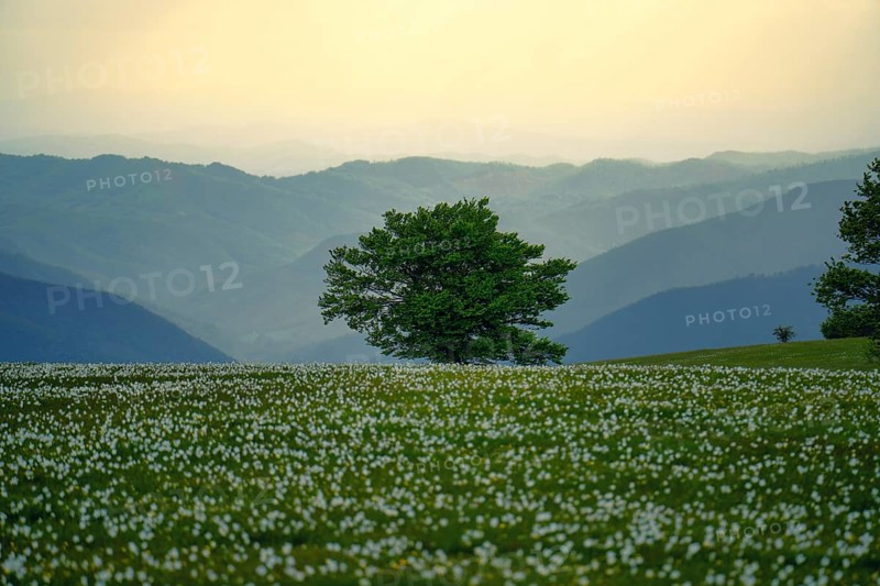 Blooming on mount Petrano in Spring