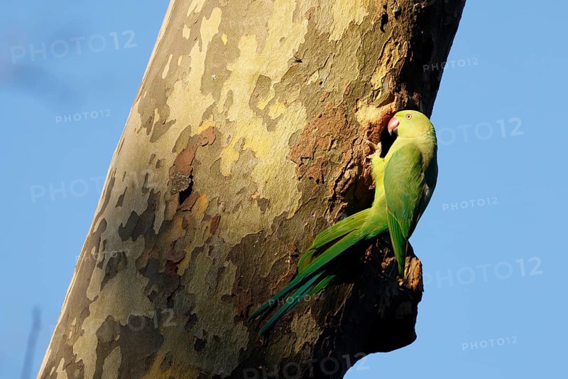Rose-ringed parakeet