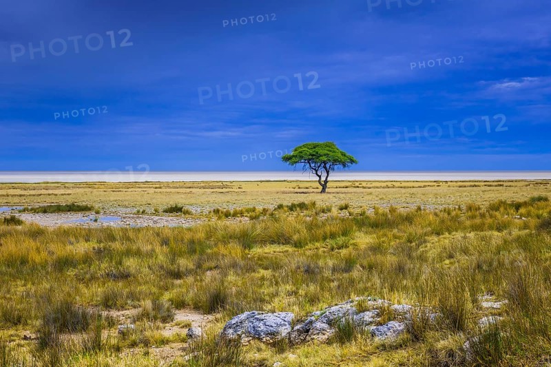 Tree at the edge of the salt pan