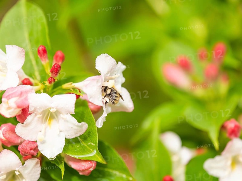 Flowers and buds of a weigelas