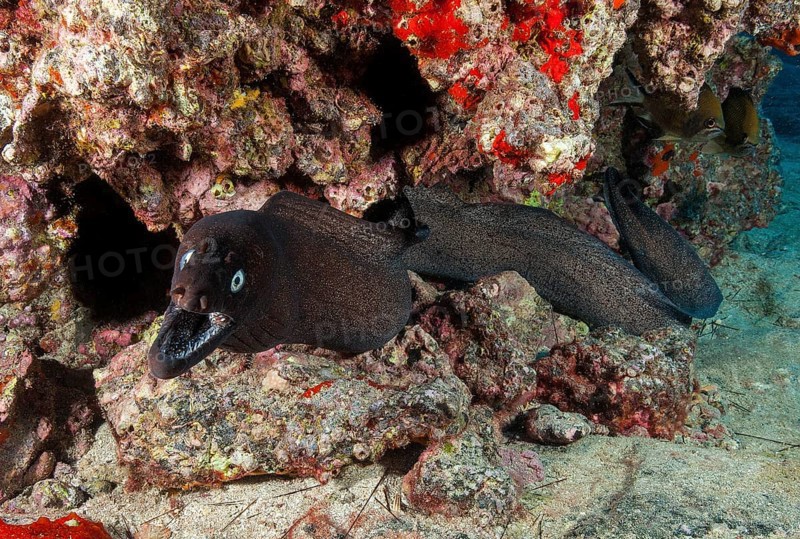 Attacking black moray eel