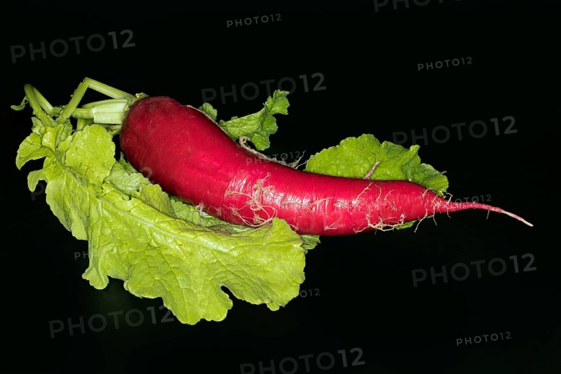 Fresh red radish with leaves