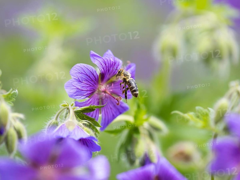 Honey bee