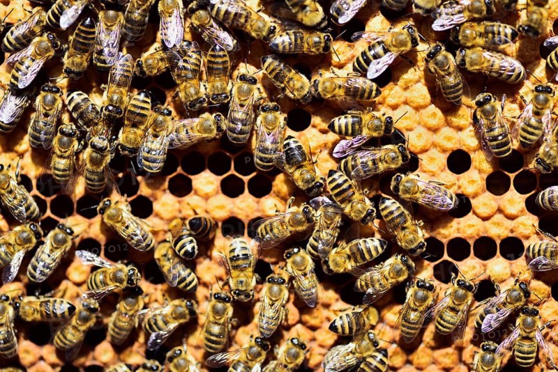 Workers of the honey bee